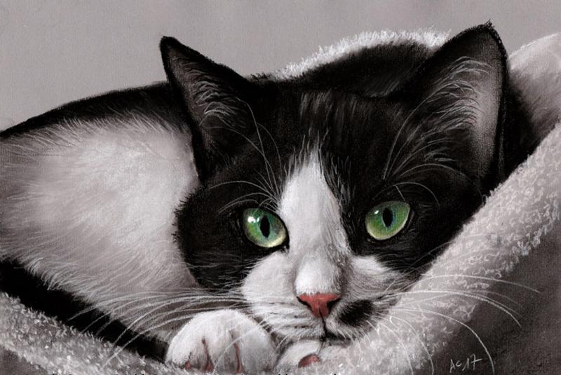 Tierportrait - realistische Malerei mit Zeichenkohle & Pastellstiften